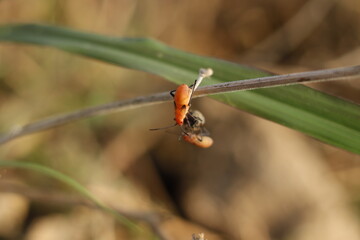 ladybug on a leaf