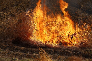 Cleaning agricultural lands, burning weeds