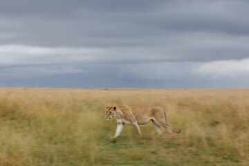 Naklejka na ściany i meble A creative motion blur photo of a lioness walking in open grassland against blue dramatic sky.