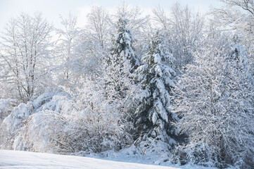 trees in snow, winter landscape of white forest