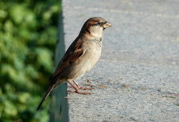 sparrow