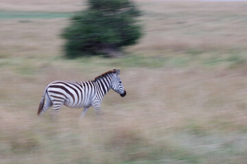 Fototapeta na wymiar A creative motion blur zebra running. This is a creative shot while purposefully motion blurred.
