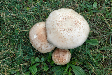 Mushroom