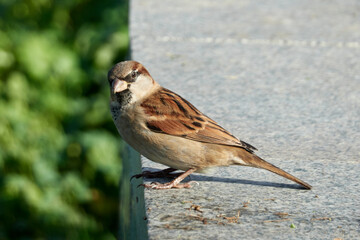 sparrow
