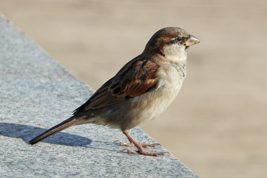 sparrow