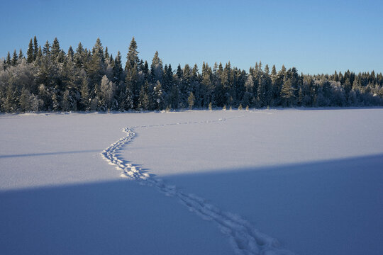 A track of moose crossing the ice of the Storkoltjernet Lake, part of the Totenaasen Hills.
