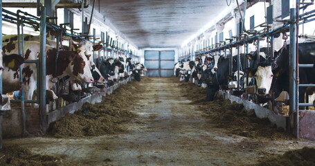 Modern farm barn with milking cows eating hay, Cows feeding on dairy farm