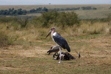 A dramatic photo of a severed buffalo head on ground, white backed vulture and marabou stork feeding on the head.