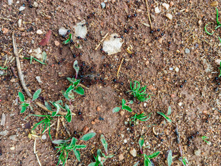 Ants house entrance on the brown ground. Insects life.