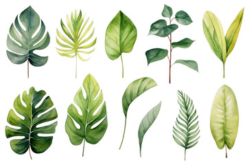 Set of Watercolor Tropical spring green leaves elements set isolated on transparent background, bouquets greeting or wedding card invitation, decoration clip art mock up.