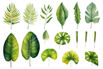 Fototapeta premium Set of Watercolor Tropical spring green leaves elements set isolated on transparent background, bouquets greeting or wedding card invitation, decoration clip art mock up.