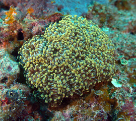 coral reef in the sea