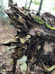 gnarled driftwood