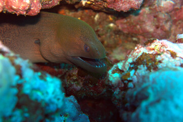 Green Moray Eel