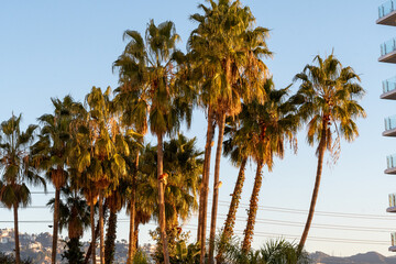 Palm trees at Golden Hour in Los Angeles, California