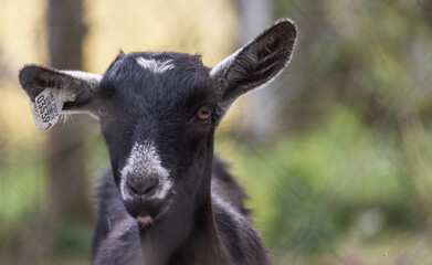 portrait of a goat