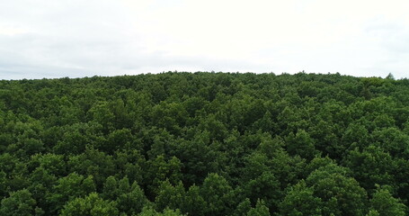 Flying over the beautiful forest trees. Landscape panorama.