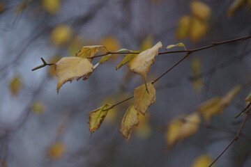 autumn leaves