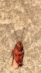 Um inseto praga urbana barata esqueleto