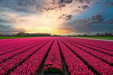 Gordijnen Field of pink tulips in The Netherlands. © Alex de Haas