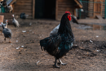A black jacket on a farm, portrait of bird
