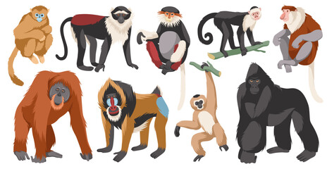 Different monkeys breeds. Cartoon ape characters, wild humanoid animals, different poses funny primates, exotic wildlife, isolated on white background gorilla and orangutan, tidy vector set - obrazy, fototapety, plakaty