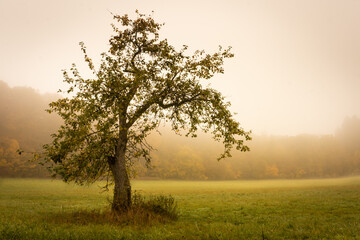 Obstbaum im Nebel