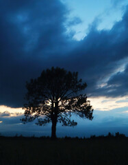 Fototapeta na wymiar Tree silhouetted and dramatic dark blue clouds