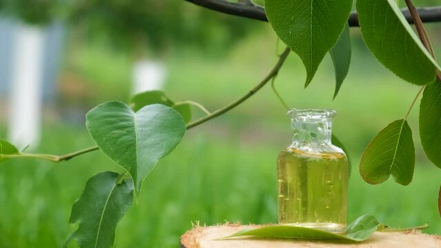 Tea tree essential oil in a bottle. Selective focus.