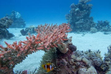 Colorful, picturesque coral reef at the bottom of tropical sea, sandy bottom with hard corals, underwater landscape