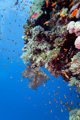 Colorful, picturesque coral reef at the bottom of tropical sea, hard corals and fishes Anthias, underwater landscape