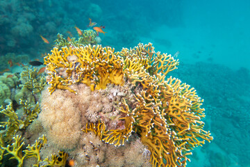 Naklejka na ściany i meble Colorful, picturesque coral reef at bottom of tropical sea, yellow fire coral, underwater landscape