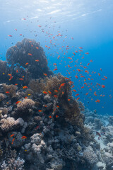 Coral Reef © Stewart