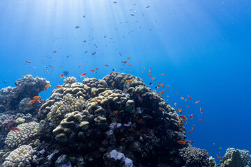 Coral Reef © Stewart