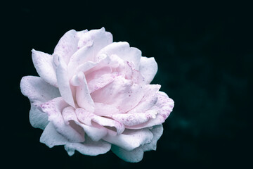 A close up of a blooming white and pink rose with rain droplets