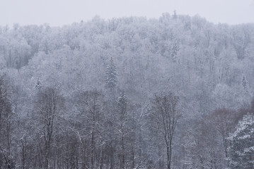 snowy and frosty mountain valley with white trees in winter