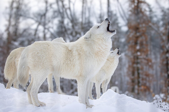 male Arctic wolf (Canis lupus arctos) the pack is howling, summoning members