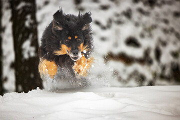 male hovawart, hovie black and gold marked dog bouncing in the deep snow