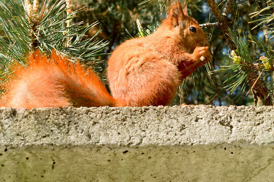 A red squirrel on a fence against a background of pine branches holds something in its paws.