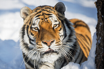 Siberian tiger (Panthera tigris tigris) portrét na sněhu