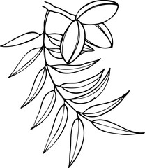 Hand drawn vector line botanical illustration of pecan nuts.
