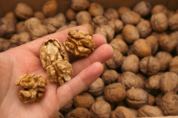 Mans hands with walnuts. Selective focus. Autumn - nuts harvest