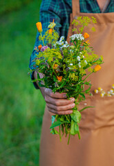 A man collects medicinal herbs in a field. Selective focus.