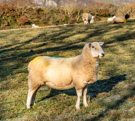 Views around Porthmadog countryside north Wales uk
