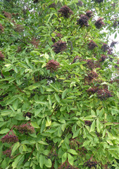 Leaves and Fruit clusters of Sambucus nigra a flowering plants in the family Adoxaceae