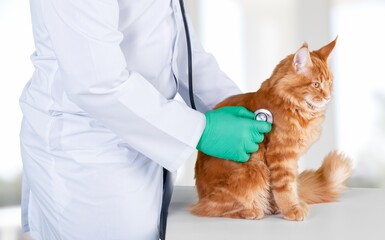 Veterinarian Using Stethoscope with cat on a Check Up