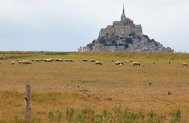 Suffolk sheep with black head grazing and hill with the abbey of Mont Saint Michel in France