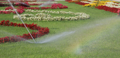 colorful rainbow reflections during automatic watering of flower beds - obrazy, fototapety, plakaty