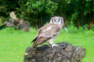 Verreaux's eagle-owl (Ketupa lactea), also commonly known as the milky eagle owl or giant eagle owl in the Netherlands