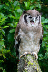 Verreaux's eagle-owl (Ketupa lactea), also commonly known as the milky eagle owl or giant eagle owl in the Netherlands